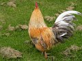 fotos_jos_herfelingen_2010_0033