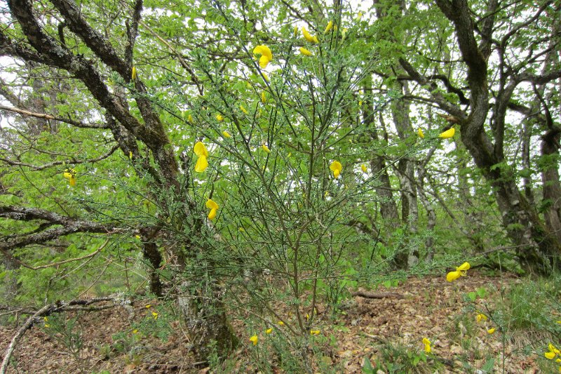 eifel_2015_margriet_136.jpg