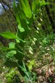 eifel_2015_margriet_015
