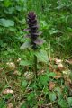 eifel_2015_margriet_020