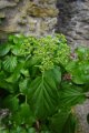 eifel_2015_margriet_089