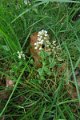 eifel_2015_margriet_145