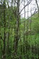 eifel_2015_margriet_150