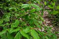eifel_2015_margriet_153