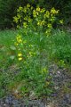 eifel_2015_margriet_155