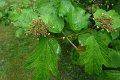 eifel_2015_margriet_167