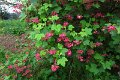 eifel_2015_margriet_171