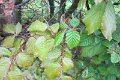 eifel_2015_margriet_179