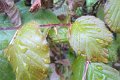 eifel_2015_margriet_180