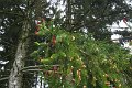 eifel_2015_margriet_184