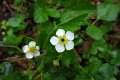 eifel_2015_margriet_201