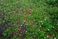 eifel_2015_margriet_202