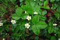 eifel_2015_margriet_203
