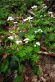 eifel_2015_margriet_235
