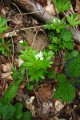 eifel_2015_margriet_236