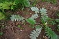 eifel_2015_margriet_240