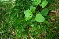 eifel_2015_margriet_266