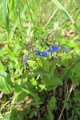 eifel_2015_margriet_286
