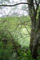 eifel_2015_margriet_290