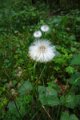 eifel_2015_margriet_296