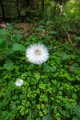 eifel_2015_margriet_297