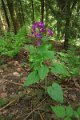 eifel_2015_margriet_307