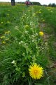 eifel_2015_margriet_321