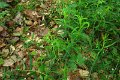 eifel_2015_margriet_336