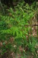 eifel_2015_margriet_339
