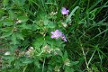 eifel_2015_margriet_370
