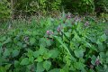eifel_2015_margriet_373