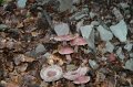 sauerland_2010_hans_380