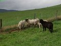 sauerland_2010_willy_020