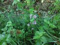 IMG_5148