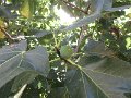 IMG_5201