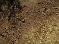 IMG_5279