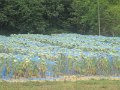 IMG_0997