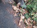IMG_5518