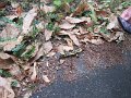 IMG_5521