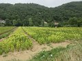 IMG_5594