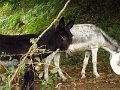 IMG_5633