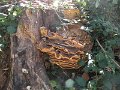 DSCN5228
