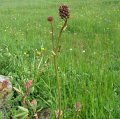 podiensis_2012_042