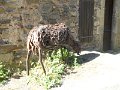 DSCN1797