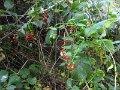 IMG_5329