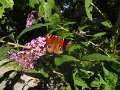 IMG_5348