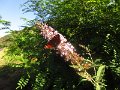 IMG_5370