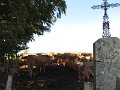 IMG_9317