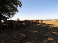 IMG_9318